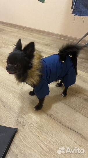 Куртка для чихуахуа