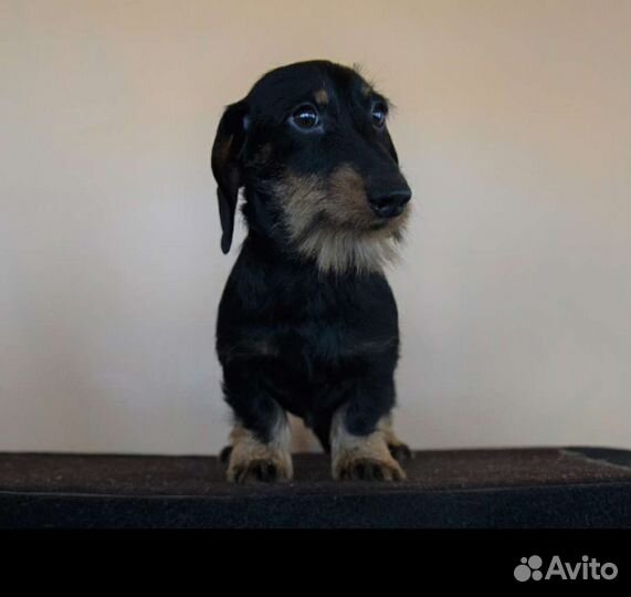 Такса миниатюрная жесткошëрстная