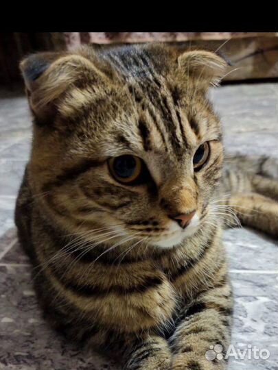 Кошка в добрые руки