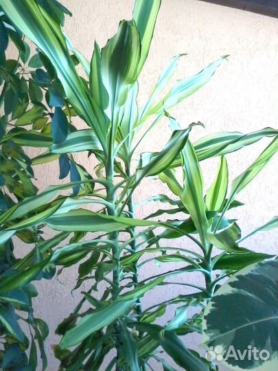 Комнатные растения вечнозеленые для зимнего сада