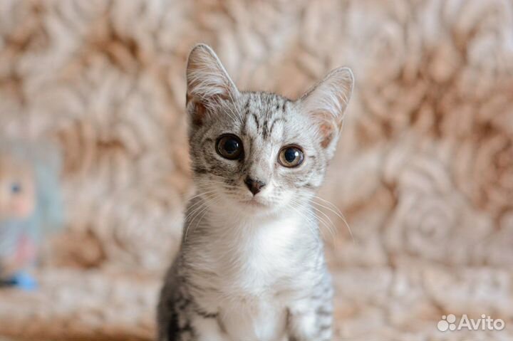 Котята в добрые руки бесплатно