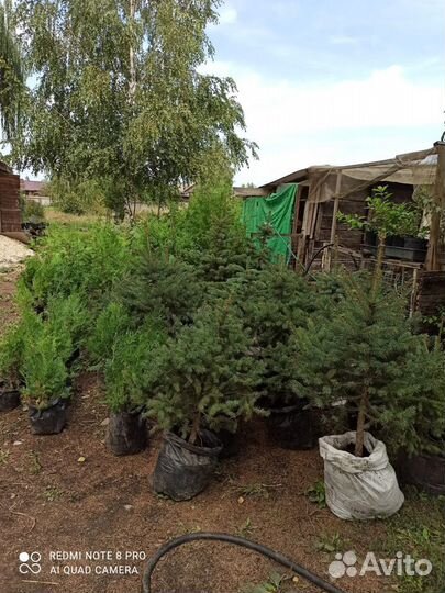 Саженцы туя