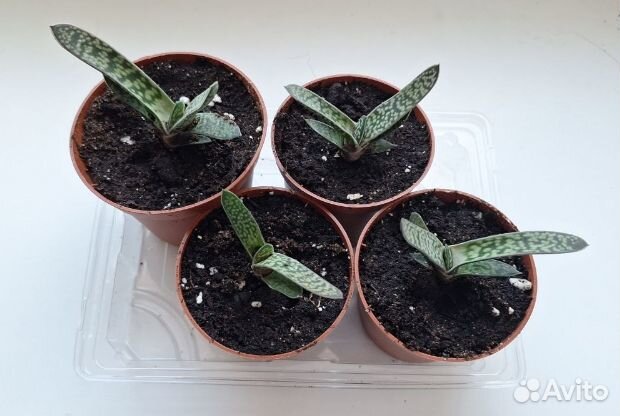 Гастерия суккулент