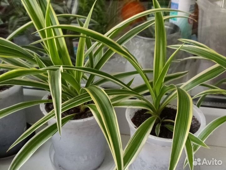 Хлорофитум