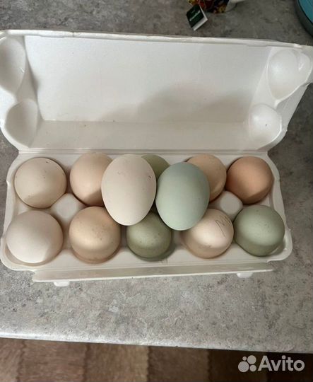 Инкубационное яйцо кур несушек