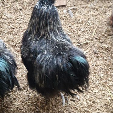 Петух китайский шелковый