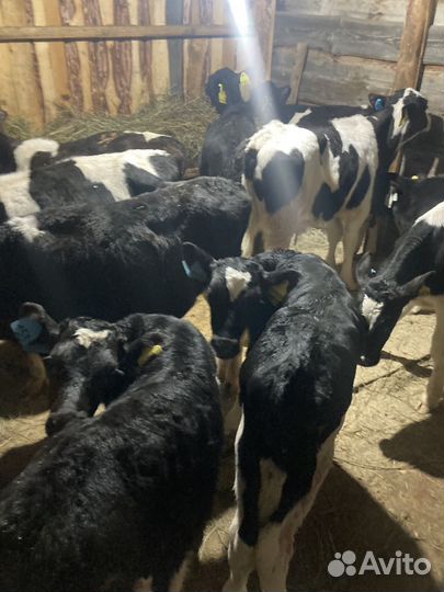 Бычки и быки