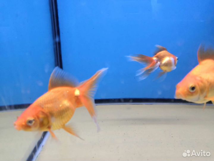 Продам рыбок