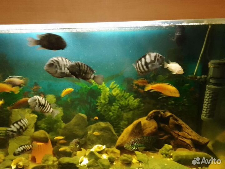Аквариум готовый и рыбки, чистка