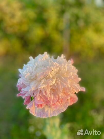 Семена однолетнего мака