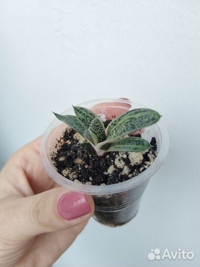 Суккуленты