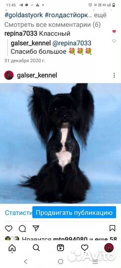 Кобели цветного Йорка продажа