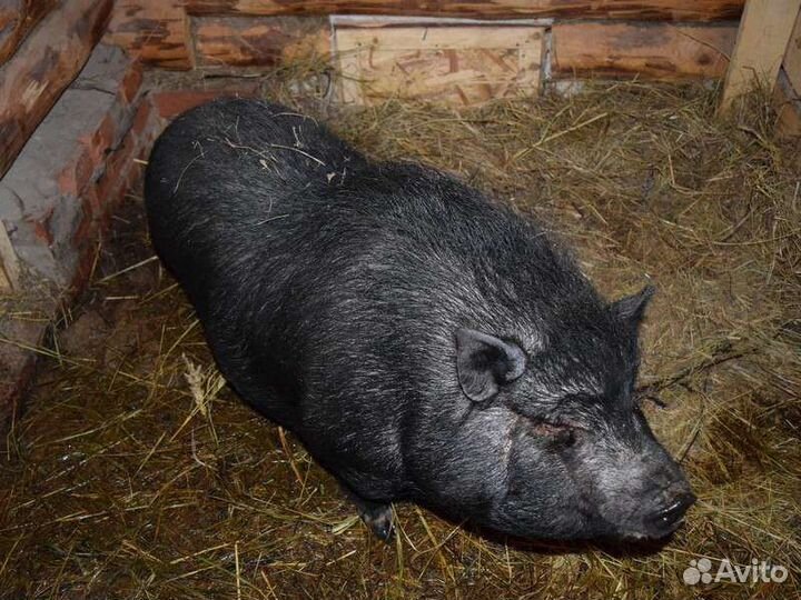 Вьетнамский вислобрюхий хряк