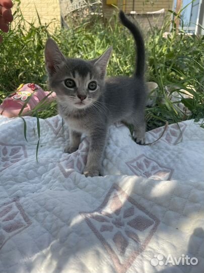 Котята помесь абиссинской и американской породы