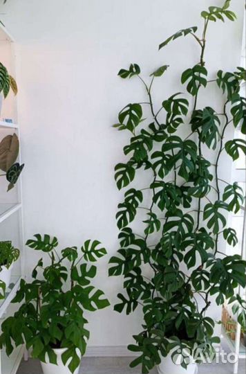 Рафидофора тетрасперма