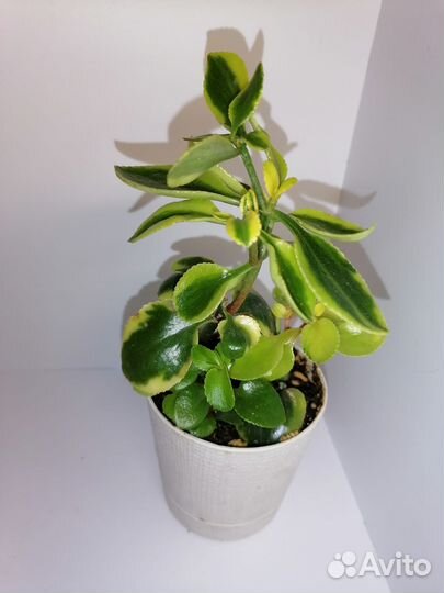 Крассула Серментоза вар, Фатсхедера вариегатная