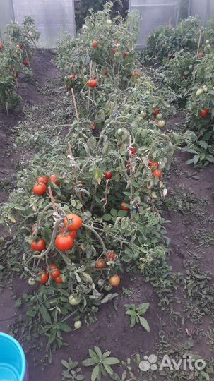 Семена томатов СССР