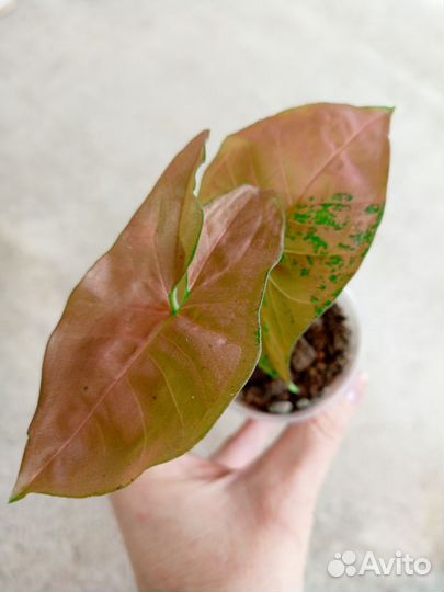 Сингониум Orm Nak Green