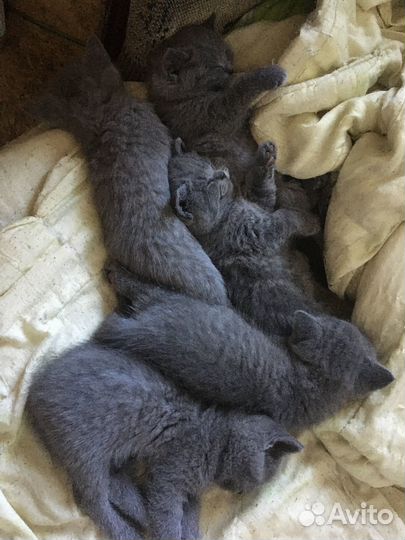 Котята британцы