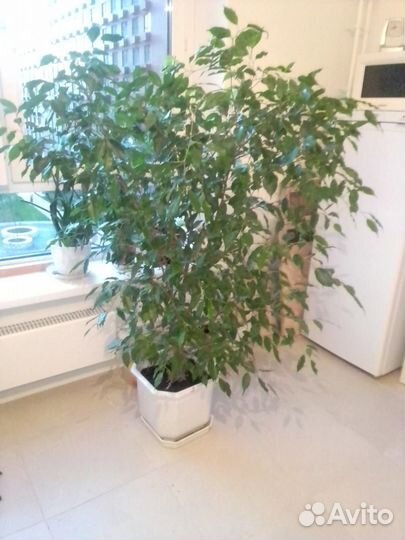 Роскошный Фикус Бенджамина