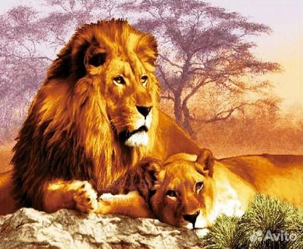 Алмазная мозаика 21x25 Лев и львица на камне