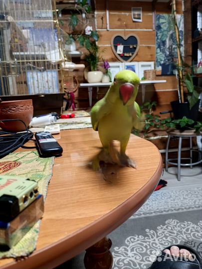 Ожереловый попугай самка