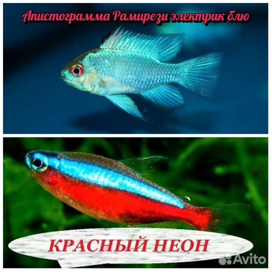 Аквариумные рыбки и растения