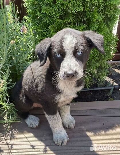 Голубоглазый щенок, бесплатно