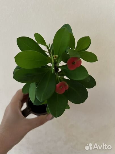 Молочай миля