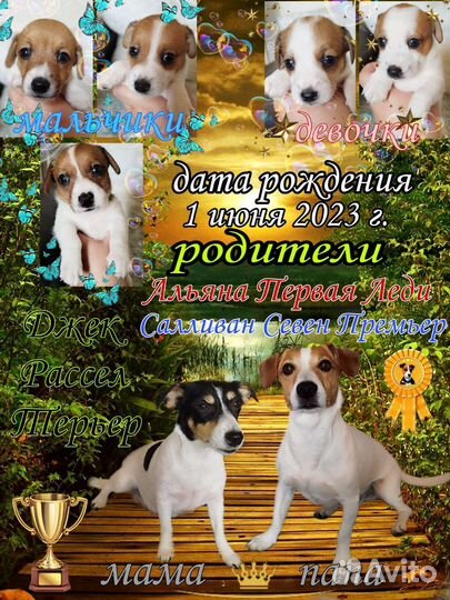 Щенки джек Рассел терьер