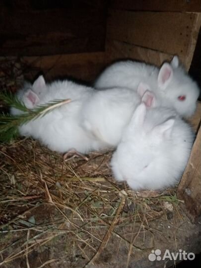 Декоративные кролики