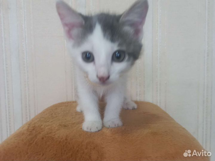 Девочка,бесплатно. Доставим домой