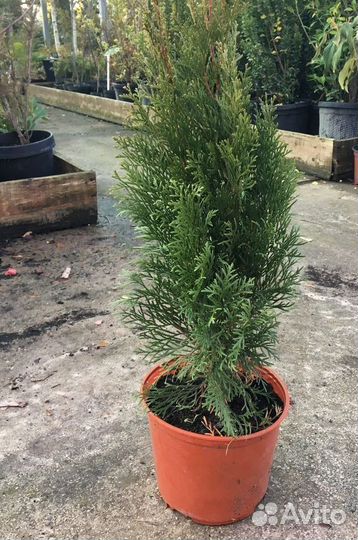 Туя Смарагд