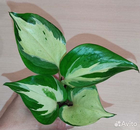 Эпипремнумы (ч.3)