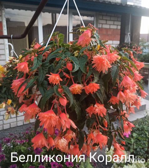 Белликония