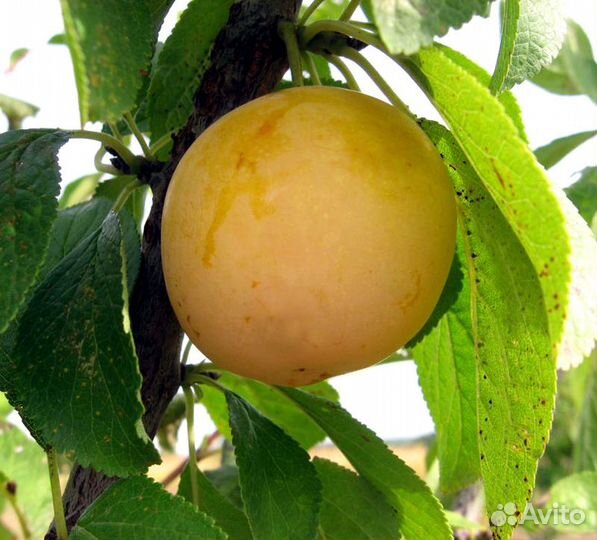 Плоды желтой сливы и Саженцы желтой сливы