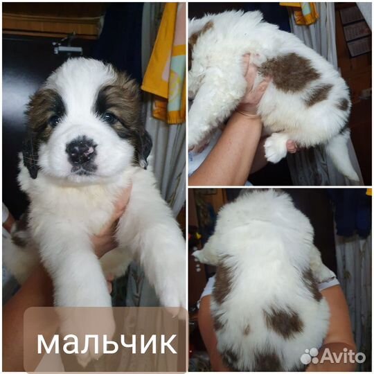 Продажа щенков московской сторожевой породы