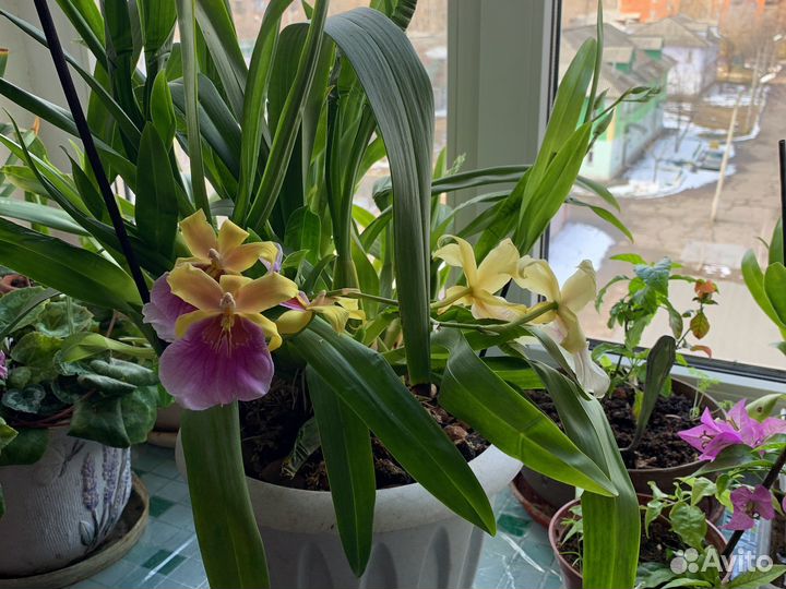Мильтония Сансет,орхидея. Цветет непрерывно