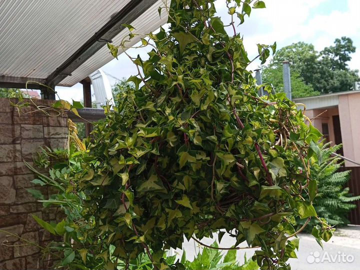 Комнатные растения