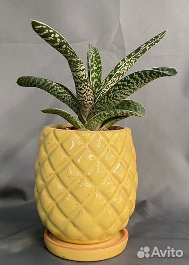 Кашпо «Ананас» с суккулентом