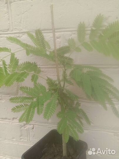 Акация Ленкоранская