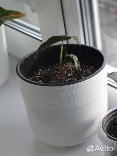 Алоказия фикус кротон