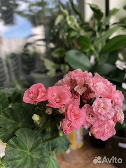 Пеларгония сортовая, Наборы