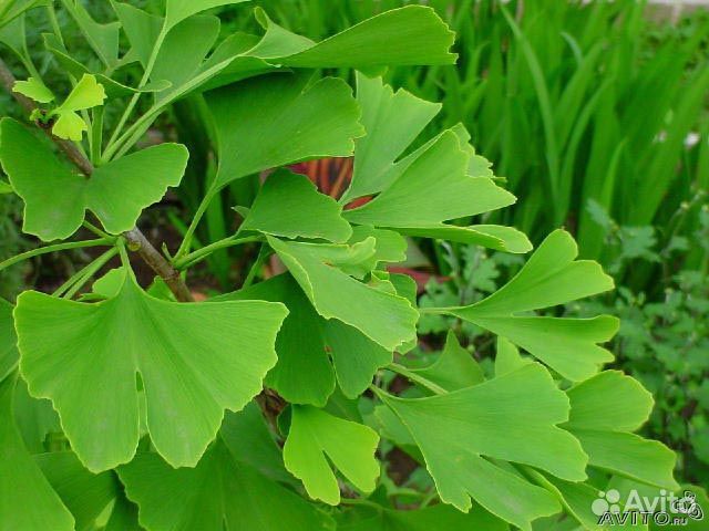 Гинкго двулопастный. Саженец
