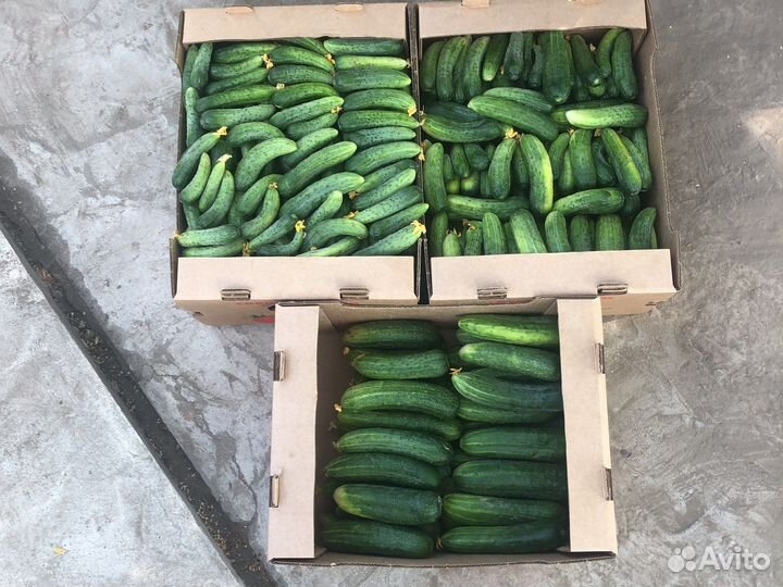 Огурцы феникс на засолку