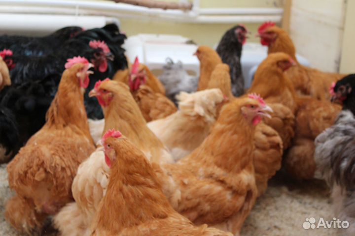 Куры несушки и Петухи