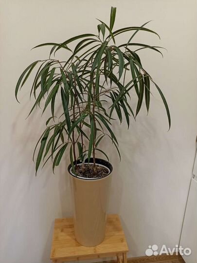 Фикус Бенедикт Али