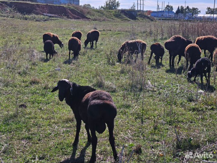 Курдючные бараны