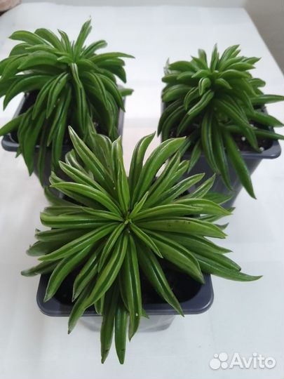 Пеперомия феррейра