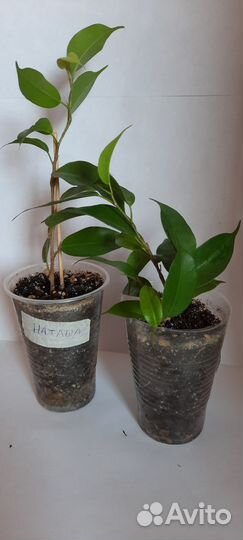 Фикус бенджамина